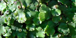 Liverworts