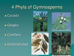 Gymnosperms