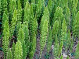 Horsetails